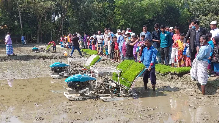 লক্ষ্মীপুরের কমলনগরে শতভাগ যান্ত্রিক পদ্ধতিতে ধান চাষ শুরু 